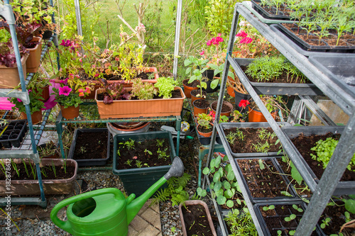 Indoor scene of seedlings in Poly tunnel.
