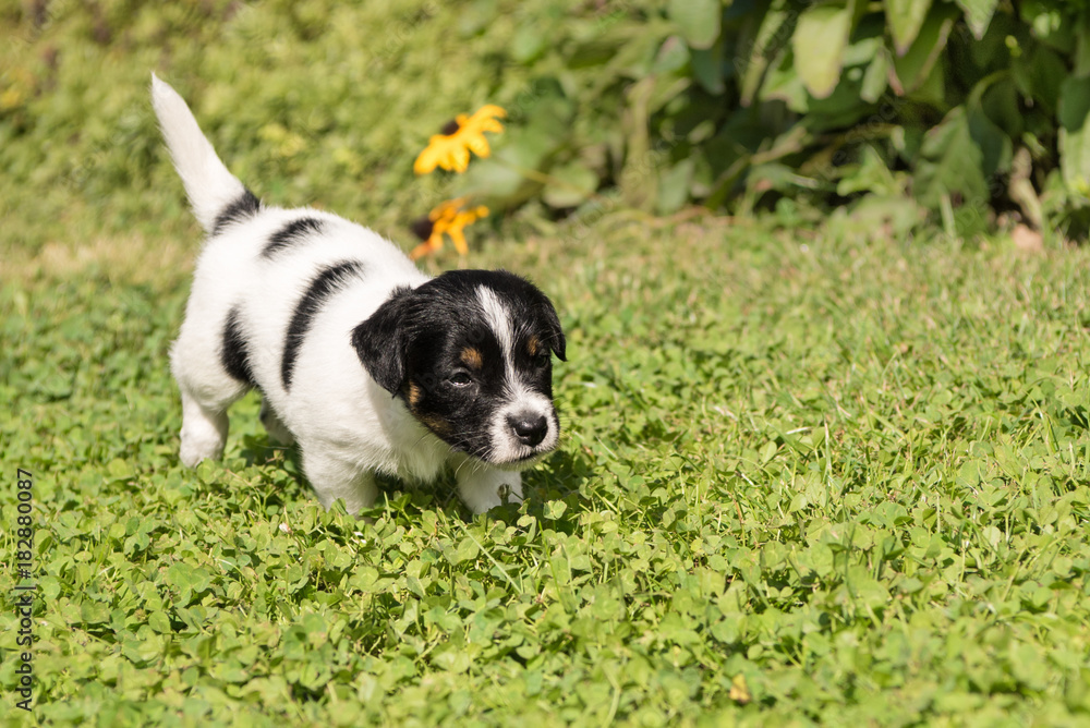 Dog puppy walks through the garden - Jack Russell Terrier 5 weeks old