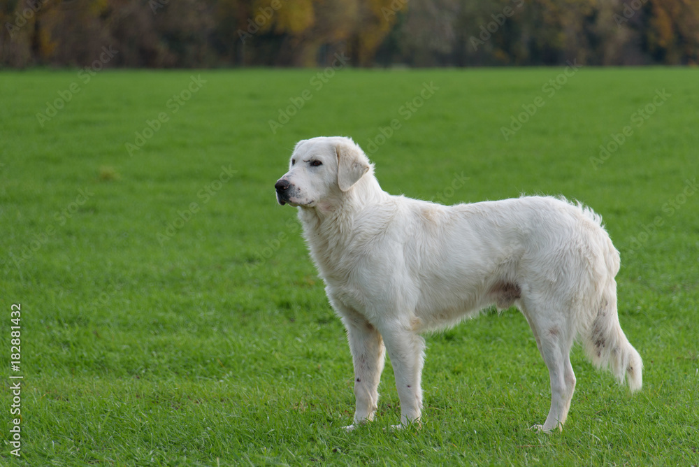 Fototapeta premium Sheep dog