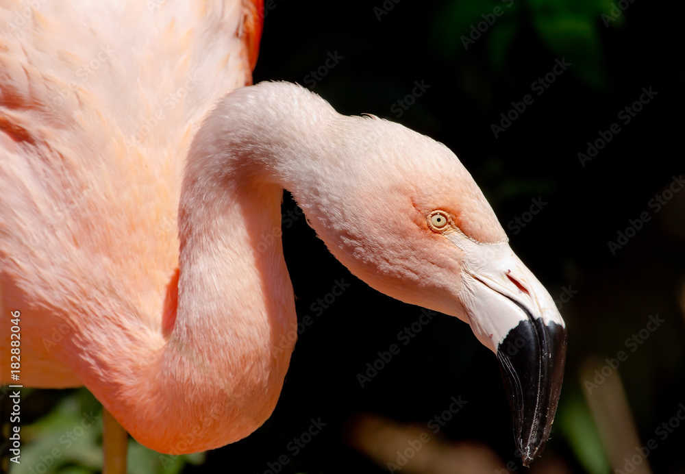 Fototapeta premium Pink Chilean Flamingo Looking for Food