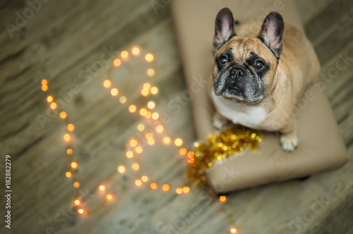 Fototapeta Naklejka Na Ścianę i Meble -  background new year 2018 christmas, year dog, french bulldog