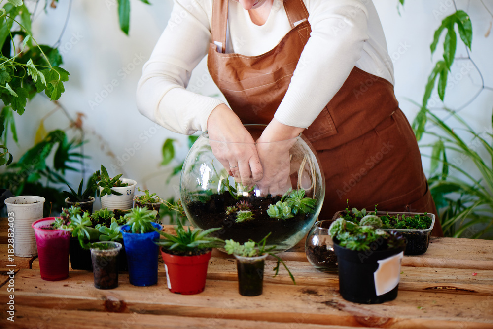 Botany. Woman florist grows house plants and flowers. Make a mini terrarium Botany. Woman florist grows house plants and flowers. Make a mini terrarium