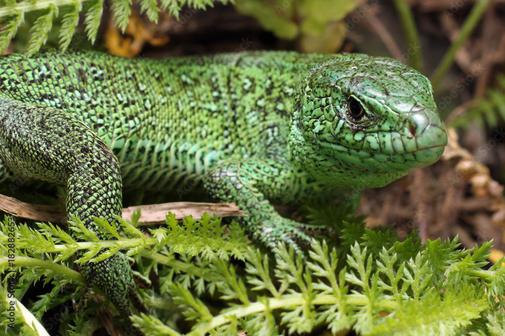 Fototapeta premium Lizard