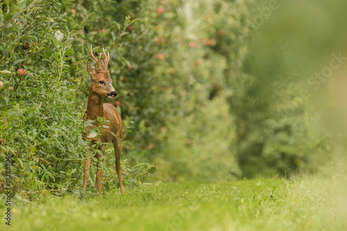 deer in apple trees