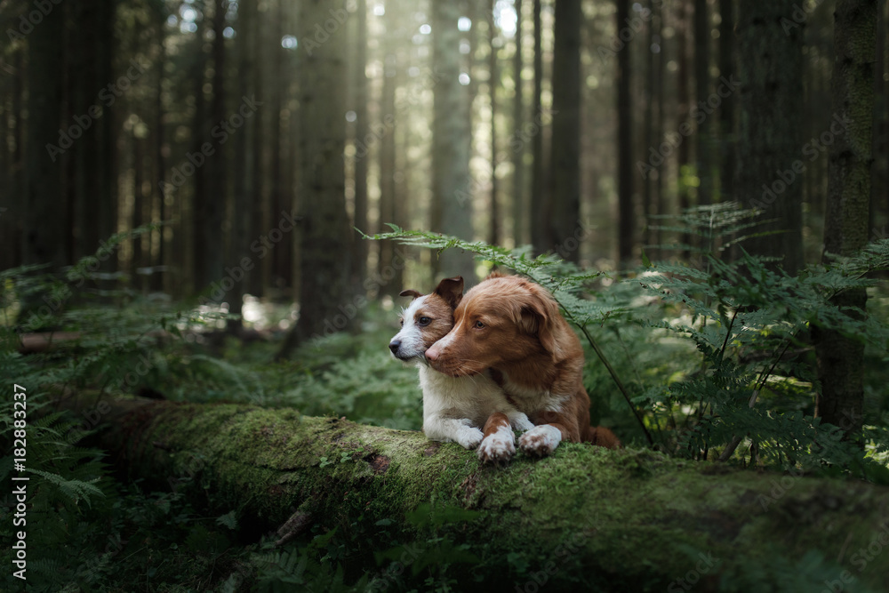 Dog Nova Scotia duck tolling Retriever and Jack Russell Terrier in the woods