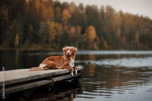 Canvas Print Dog Nova Scotia duck tolling Retriever on a wooden pier