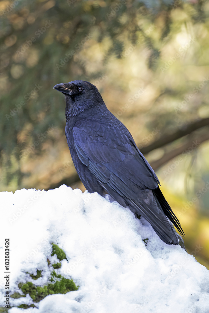 Crow close up Crow close up