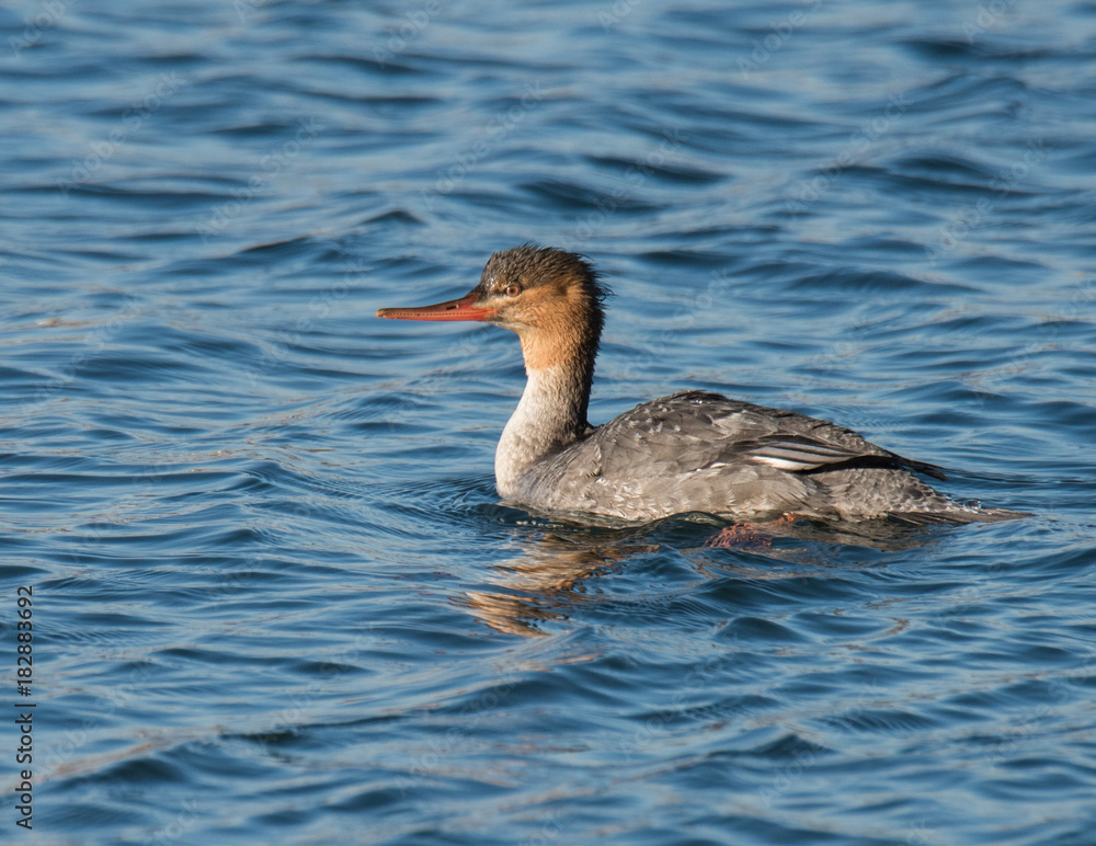 Fototapeta premium Common Merganzers