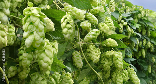 wall of growing hops with ripe cones