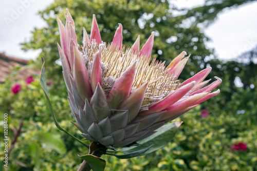 Protea cynaroides also called king protea in bloom with amazing giant flower photo