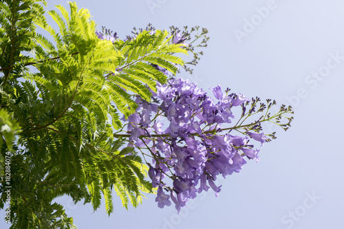 Jacaranda mimosifolia tree in bloom with amazing blue violet flowers photo