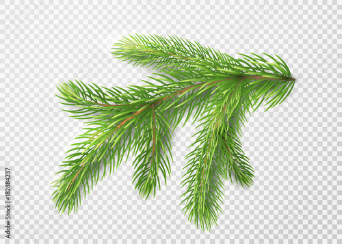 Fir branch. Christmas tree, pine needles isolated on transparent background photo