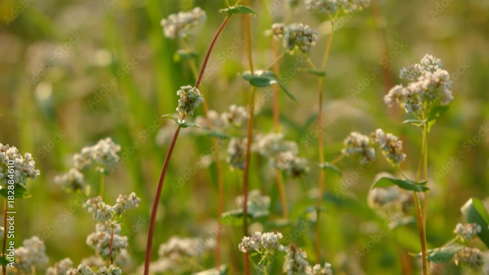 buckwheat plant Flowering  late afternoon, tilt, pan, 4K vers. 02