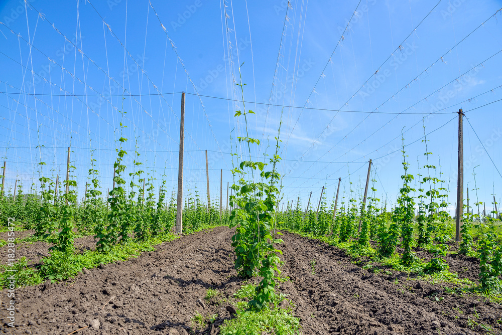 Hops field and blue sky Hops field and blue sky