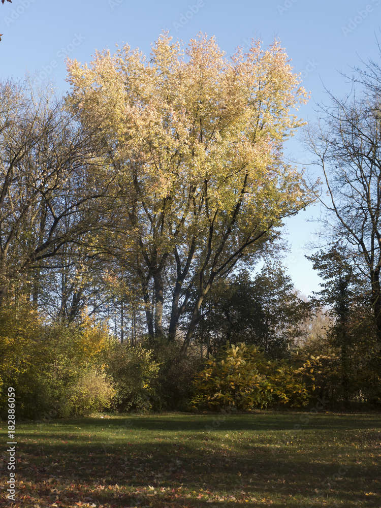 Obraz premium Herbst in einer Parkanlage