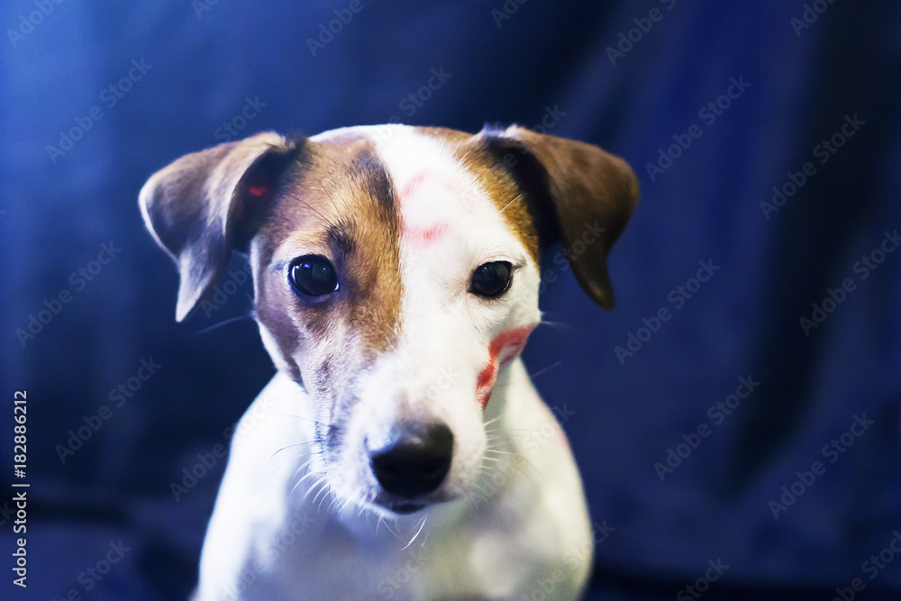 Jack Russell kissing on blue background