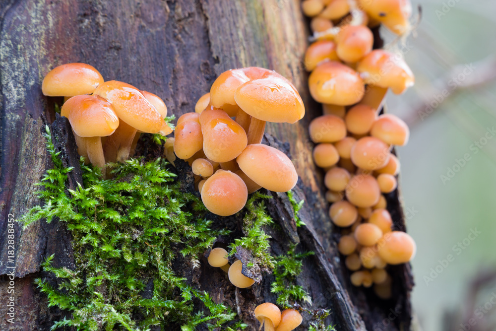 Cluster of young winter mushrooms on dead tree with moss and dark bark Cluster of young winter mushrooms on dead tree with moss and dark bark