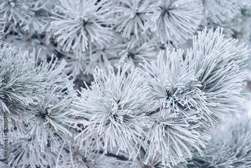 Winter background. Pine branches in the frost. Cold season. The celebration of Christmas.