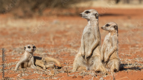 Meerkat family (Suricata suricatta), Kalahari desert, Namibia