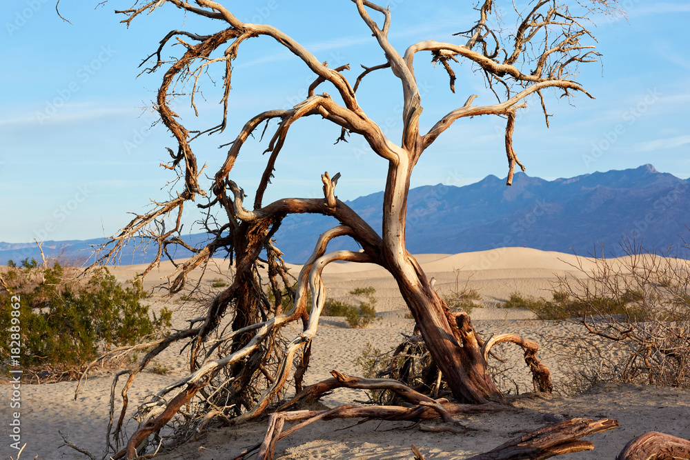 Dry tree in barren Death Valley, Nevada, USA