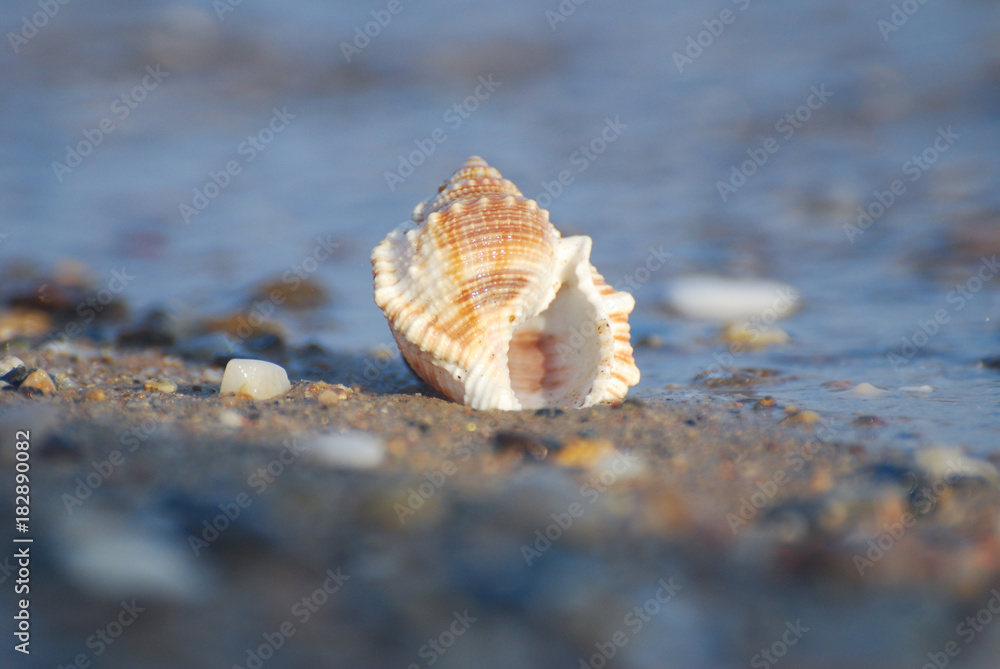 Seashell on the sand at the beach, concept of summer vacation. One seashell on the beach by the sea Seashell on the sand at the beach, concept of summer vacation. One seashell on the beach by the sea