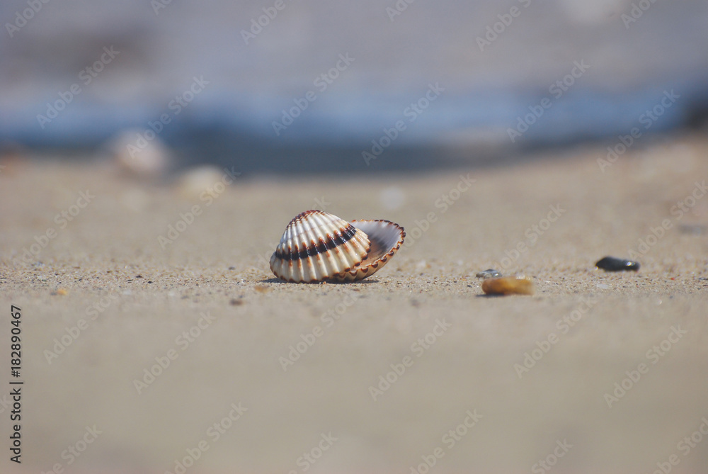 Seashell on the sand at the beach, concept of summer vacation. One seashell on the beach by the sea Seashell on the sand at the beach, concept of summer vacation. One seashell on the beach by the sea