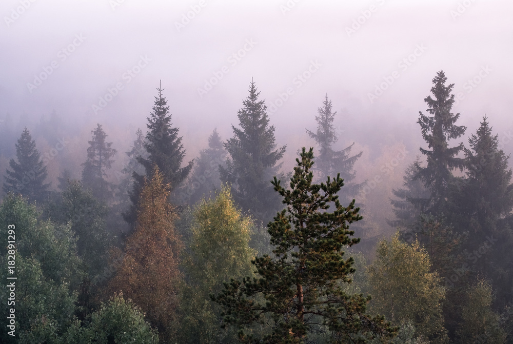 Morning fog and sunrise in Torronsuo National Park, Finland Morning fog and sunrise in Torronsuo National Park, Finland