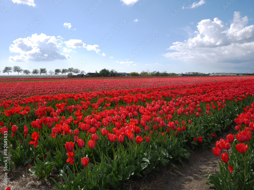 Tulip field