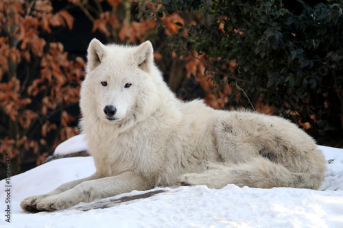 Hudson bay wolf in the snow