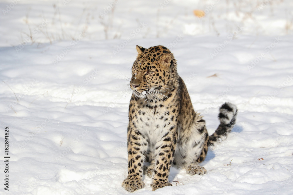 Obraz premium Amur Leopard