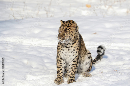 Amur Leopard © Teresa