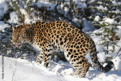 Amur Leopard