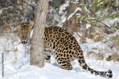 Amur Leopard