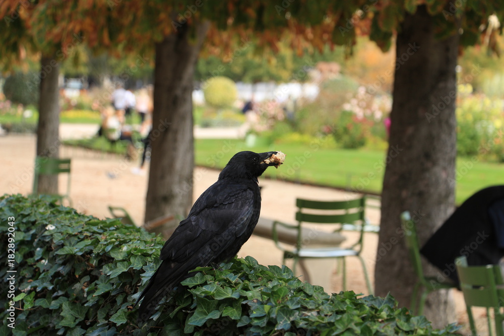 Fototapeta premium black crow with a bun on a bush