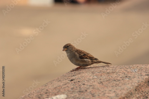 sparrow on granite