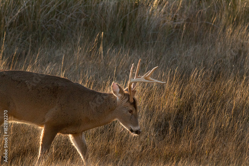 Backlit Buck