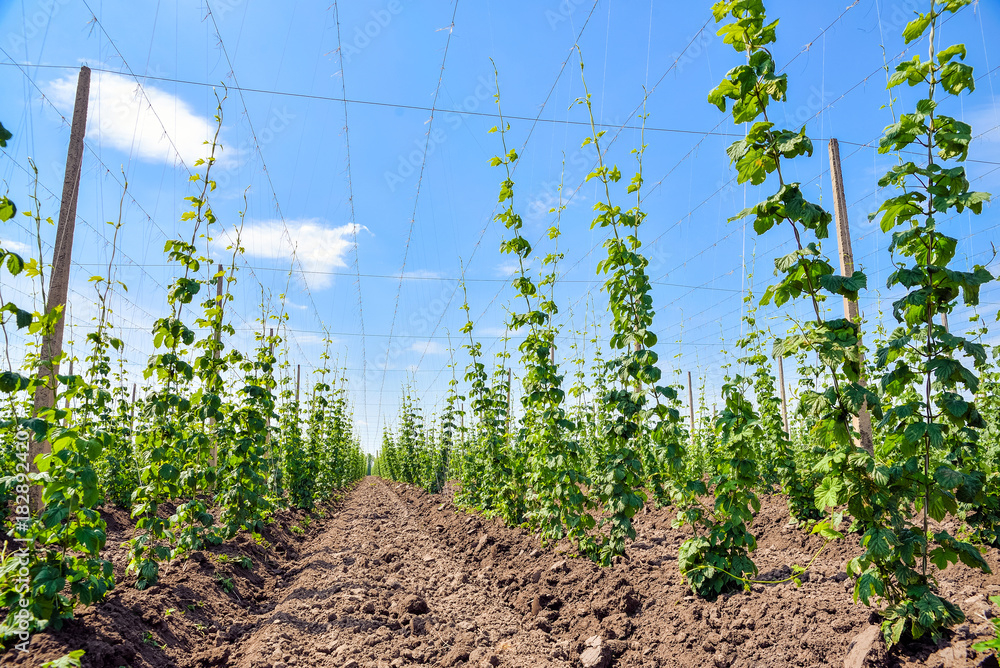 Hop cultivation on the plantation Hop cultivation on the plantation