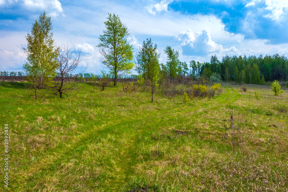 A rural road in a field between trees and grass under a summer blue sky with white clouds. Green spring in Russia. A rural road in a field between trees and grass under a summer blue sky with white clouds. Green spring in Russia.