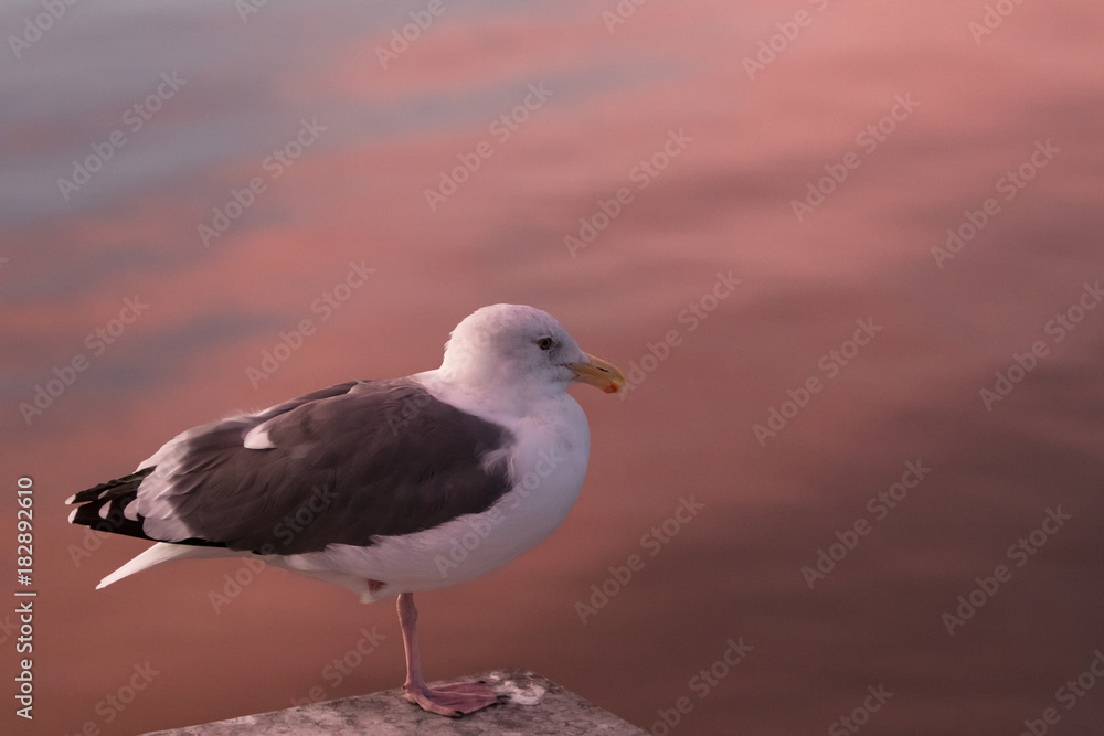 Obraz premium seagull