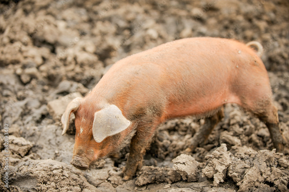 Young pigs of the Hungarian Mangalci and Duroc breed on their paddock. The concept of small farms. Young pigs of the Hungarian Mangalci and Duroc breed on their paddock. The concept of small farms.