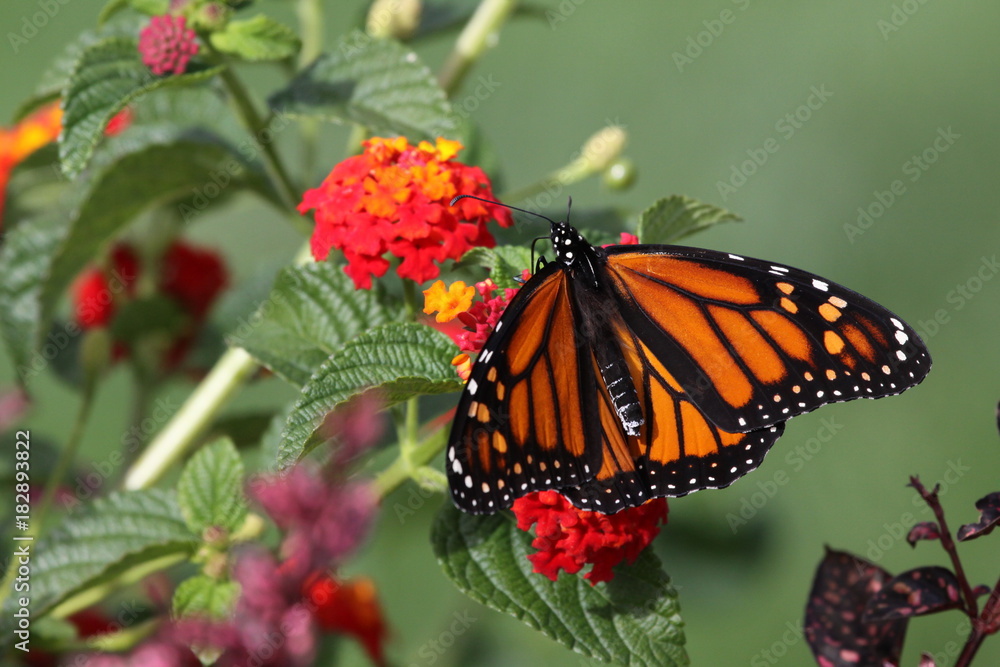Naklejka premium Monarch - Closeup of Orange Butterfly