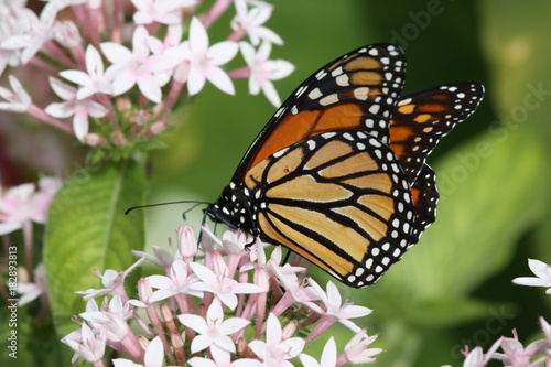 Monarch - Closeup of Orange Butterfly