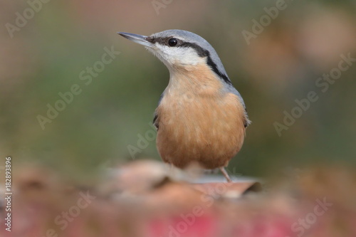 Eurasian nuthatch (Sitta europaea) sits on the ground . wood nuthatch in the nature habitat. Wildlife scene from fall forest.