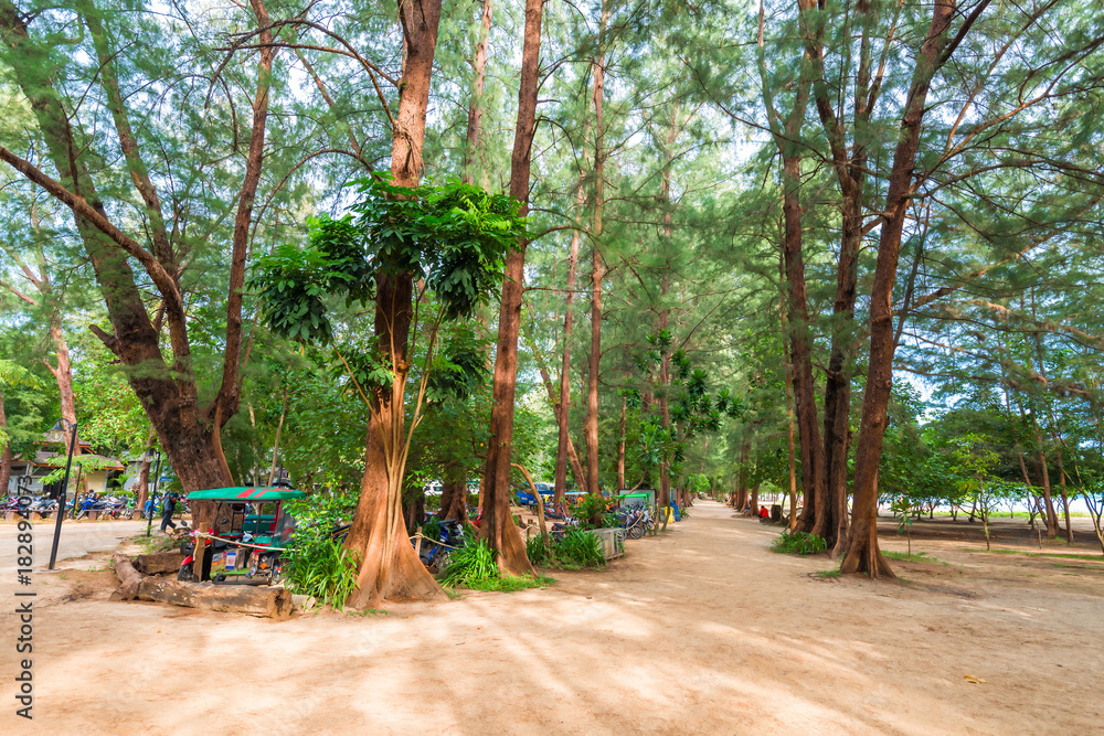 high tropical trees on the beach of the Andaman Sea in Thailand
