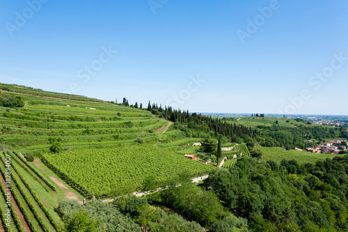 Vineyards from Soave.Italian wine.