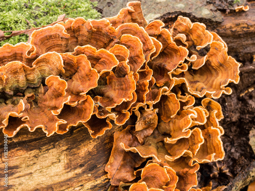 Attractive fungus growing on fallen dead tree at Brockholes Nature Reserve, Preston, Lancashire, UK