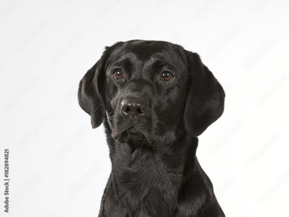 Black labrador dog portrait. Image taken in a studio with white background. The dog isolated on white. Black labrador dog portrait. Image taken in a studio with white background. The dog isolated on white.
