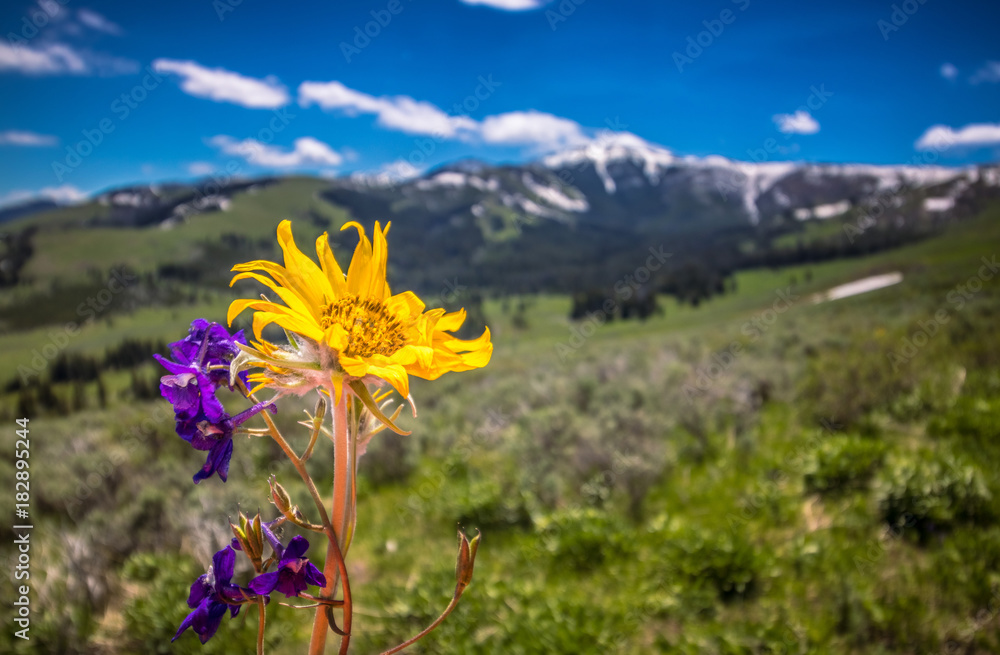 Obraz premium Wildflower Glory