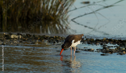 Oystercatcher Looking for Dinner