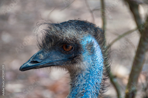 Australian emu bird close up portrait